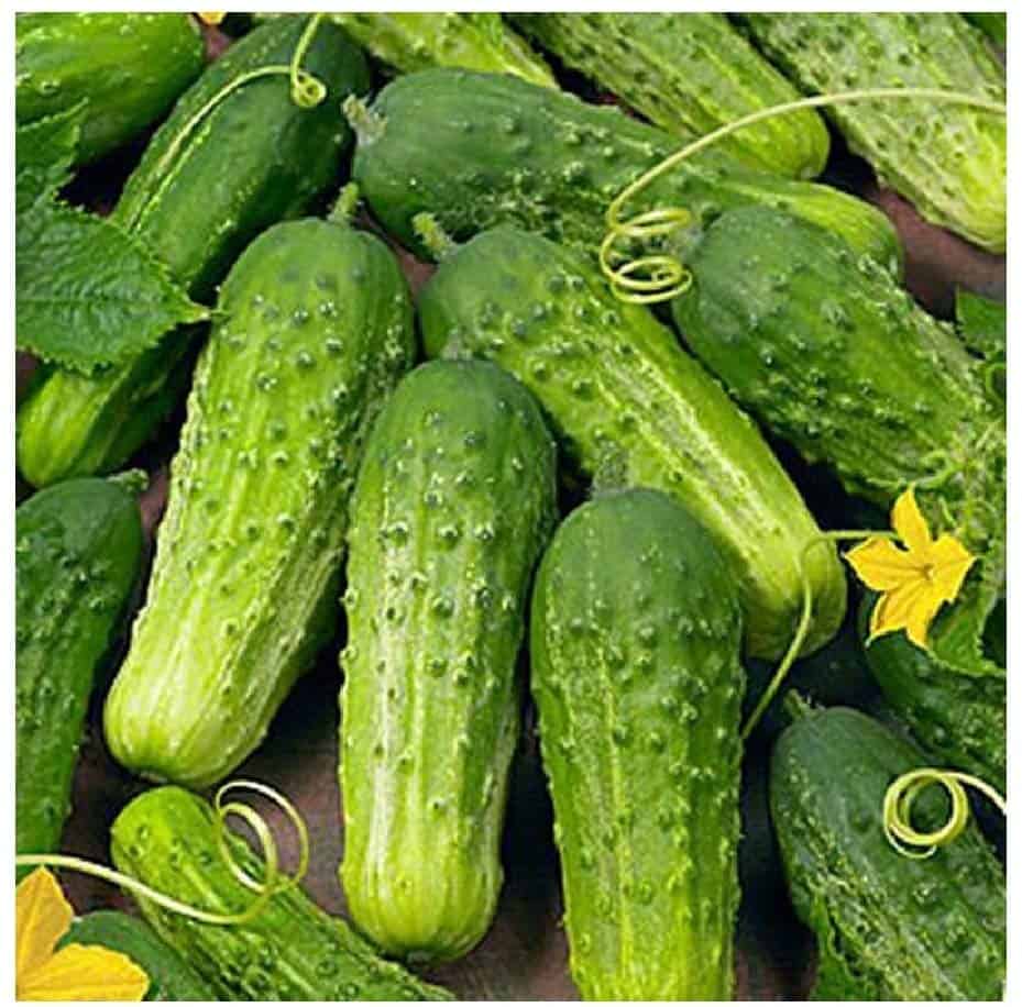 Cucumbers Seeds