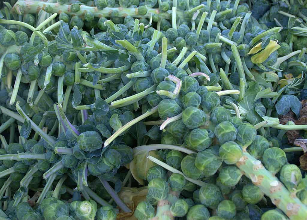 How To Plant Brussel Sprouts