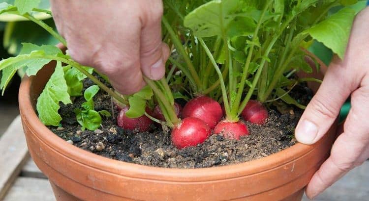 Easiest Vegetables to Grow