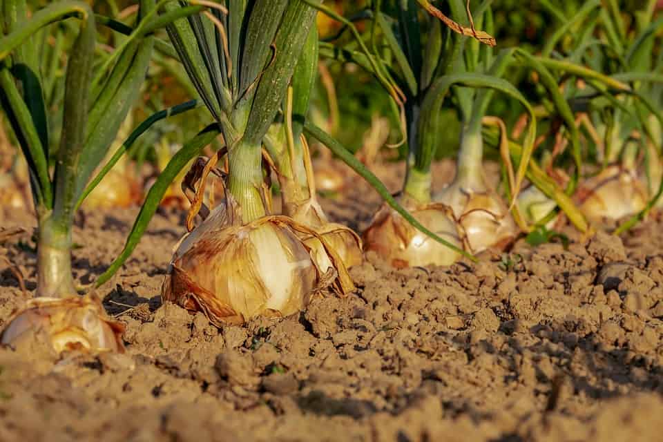 When to Harvest Onions