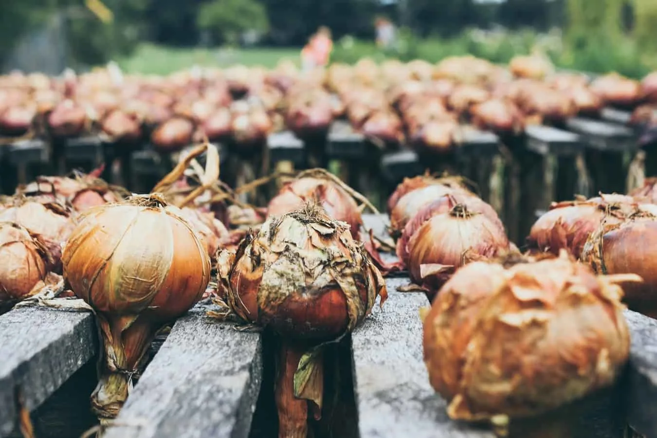 When to Harvest Onions
