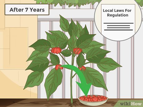 How Long Does It Take to Grow Ginseng