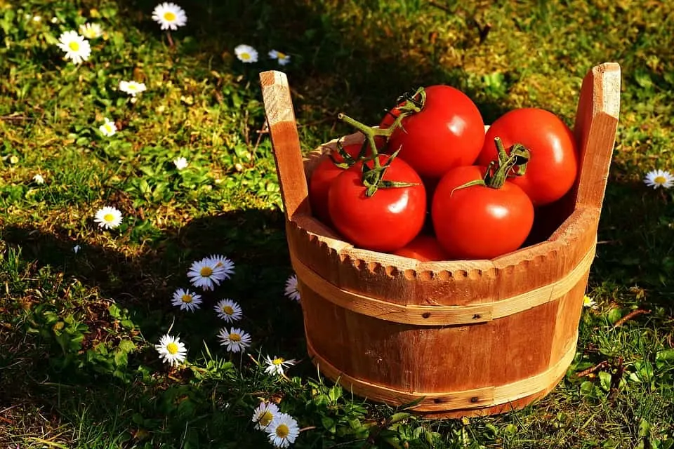 When to Plant Tomatoes