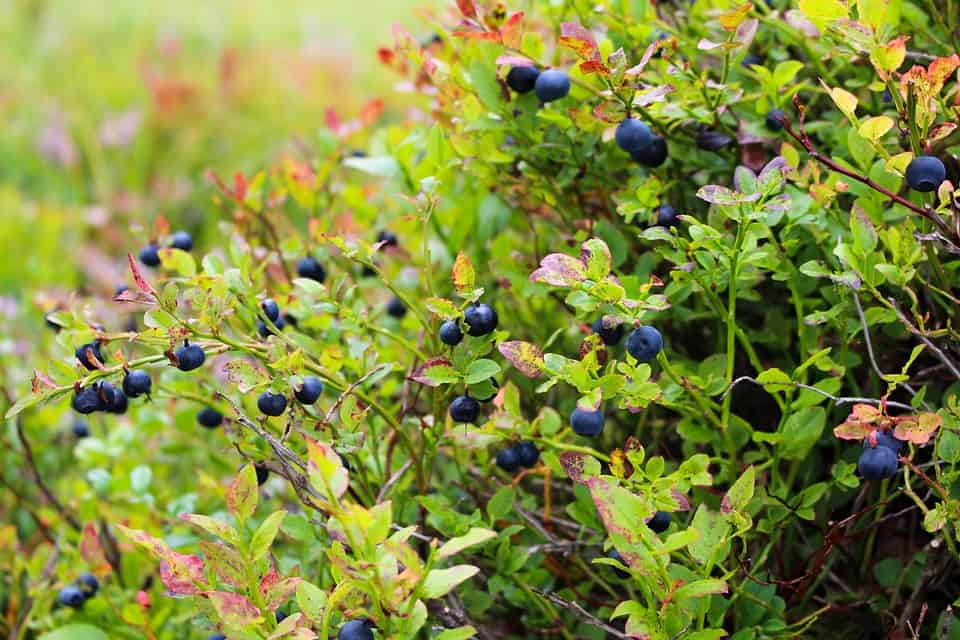 Best Mulch for Blueberries