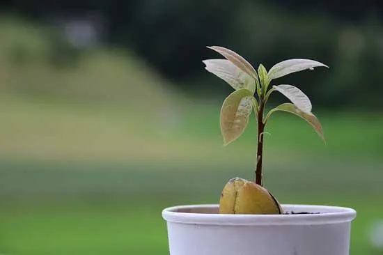 Best Soil for Avocado Tree