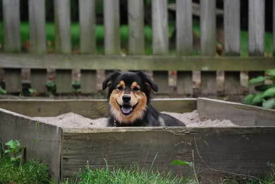 Dog Sandbox - Dog Friendly Backyard Ideas