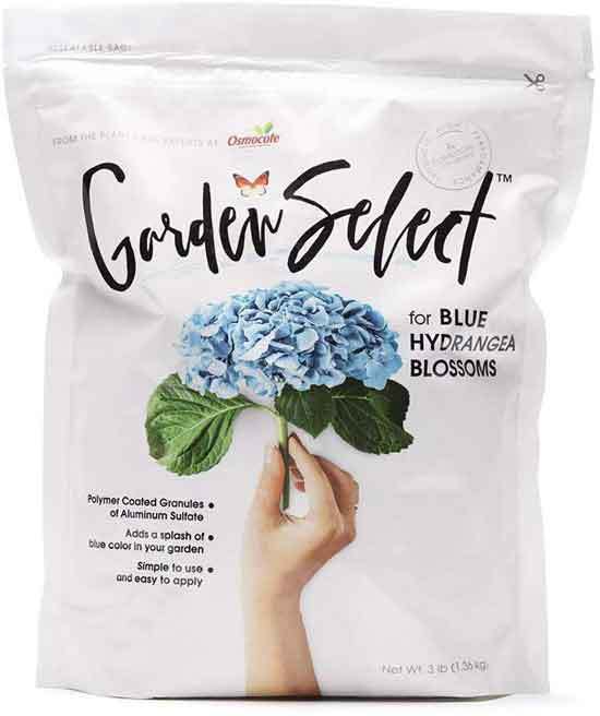 Garden Select for Blue Hydrangea Blossoms