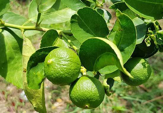 Best Fertilizer for Citrus Trees