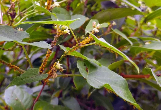 how-to-get rid of yellow aphids on milkweed