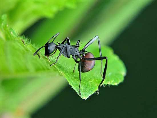 How to Select the 5 Best Outdoor Ant Killers 1