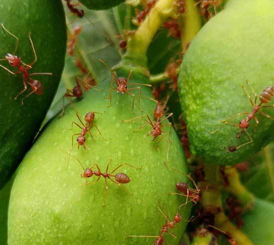 How to Select the 5 Best Outdoor Ant Killers 2