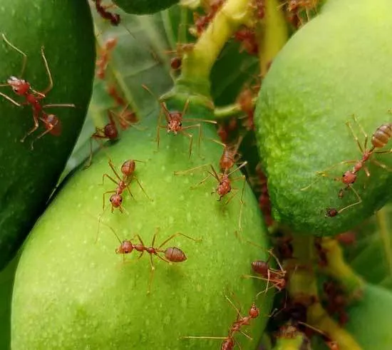How to Select the 5 Best Outdoor Ant Killers 2
