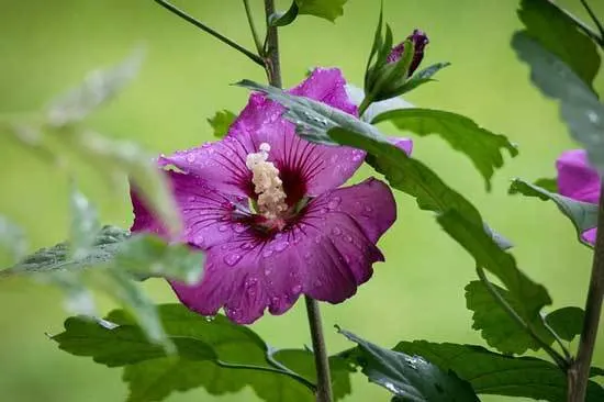 Hibiscus Well drained Soil