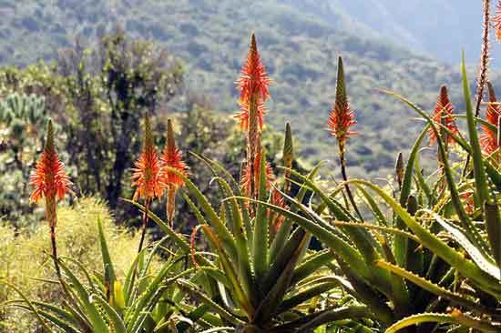 Aloe Succotrina - Flowers That Start With A