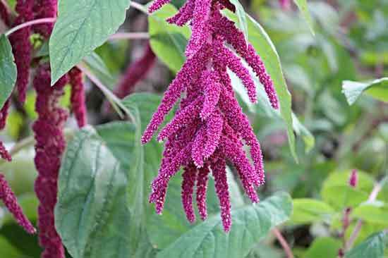 Amaranth - Flowers That Start With A