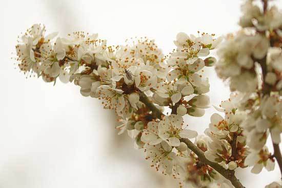 Blackthorn - Flowers That Start With B