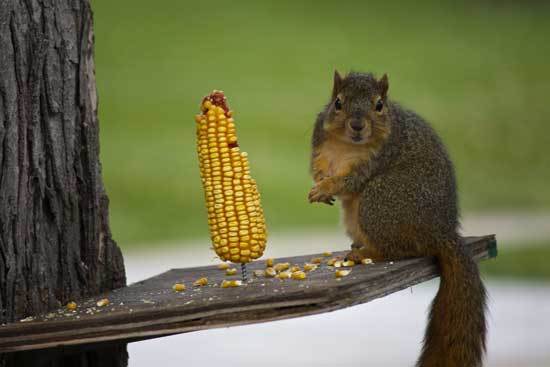 Brown Squirrel Eating Corn