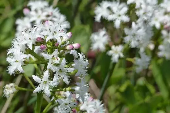 BuckBean Menyanthes Trifoliata - Flowers That Start With B