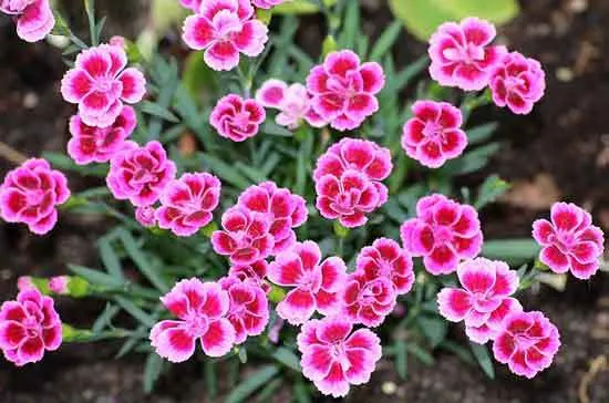 Clove Pink Dianthus Caryophyllus - Flowers That Start With C