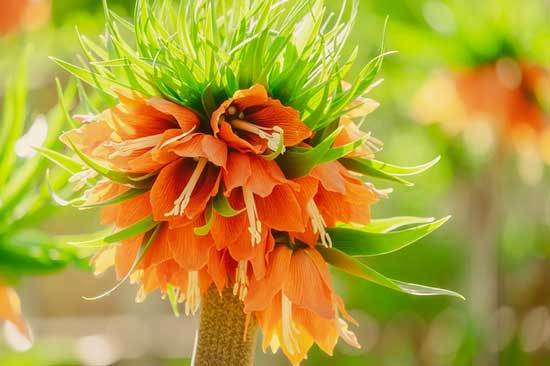 Crown Imperial Fritillaria Imperialis - Flowers That Start With C