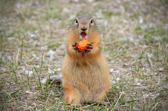 Do Squirrels Eat Carrots 2
