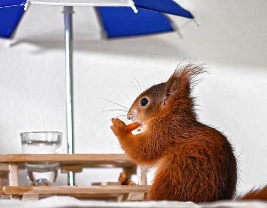 Do Squirrels Eat Carrots, Is It Safe for Them?