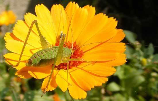 Grasshoppers Eats Marigold