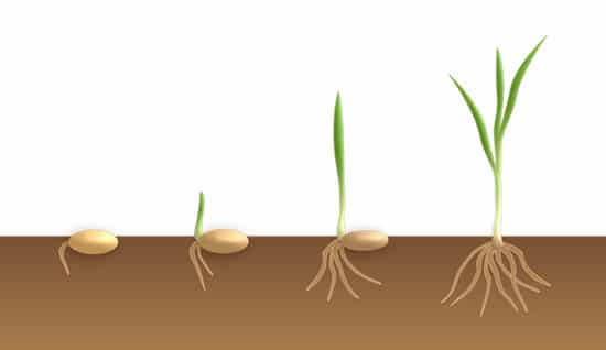 How long does it take for grass seed to sprout