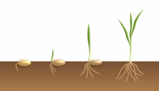 How Long Does Grass Seed Take To Sprout