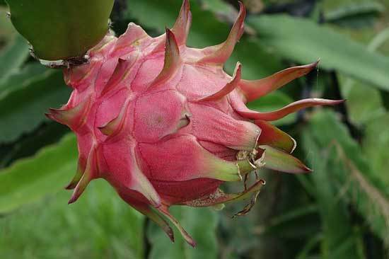 How to Tell When Dragon Fruit Is Ripe