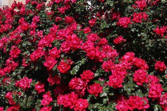 Knockout Rose - When Do You Cut Back Knock Out Roses