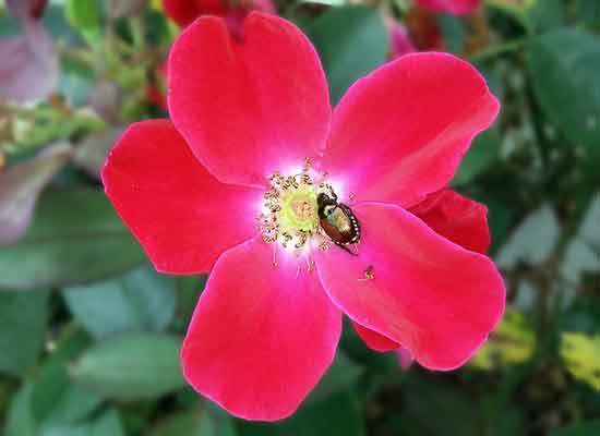 When to Cut Back Knock Out Roses