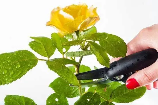 pruning rose