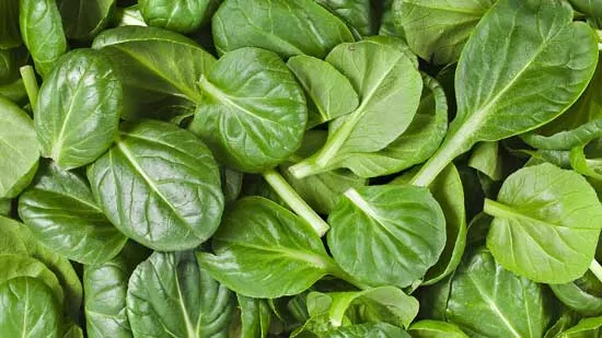 15 Amazing and Popular Varieties of Spinach (#1 Types of Spinach) 1