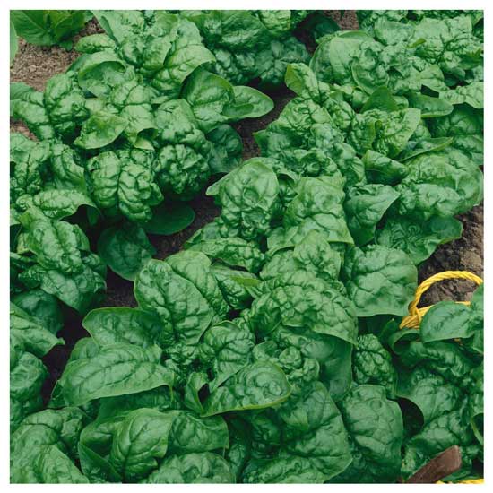 Types Of Spinach Images at Webalianablog Blog