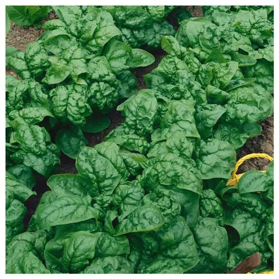 15 Amazing and Popular Varieties of Spinach (#1 Types of Spinach) 3