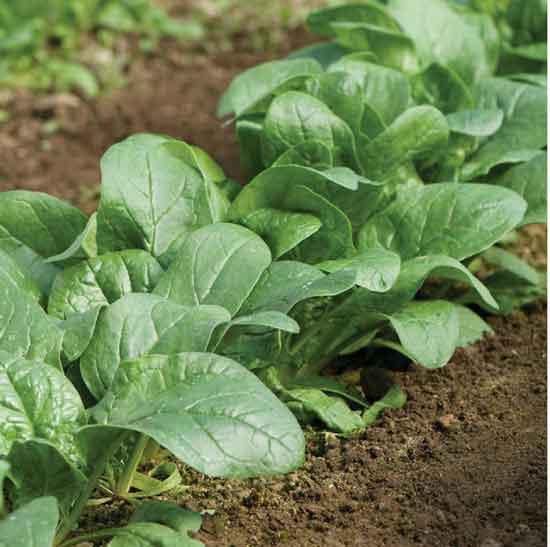 15 Amazing and Popular Varieties of Spinach (#1 Types of Spinach) 4