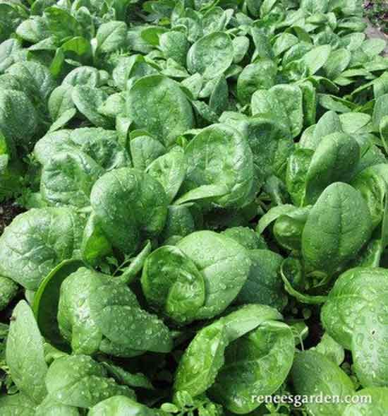15 Amazing and Popular Varieties of Spinach (#1 Types of Spinach) 8