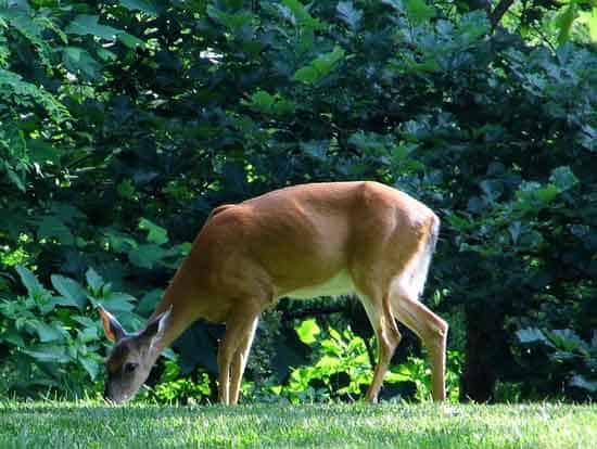 Deer - What Animals Eat Hostas