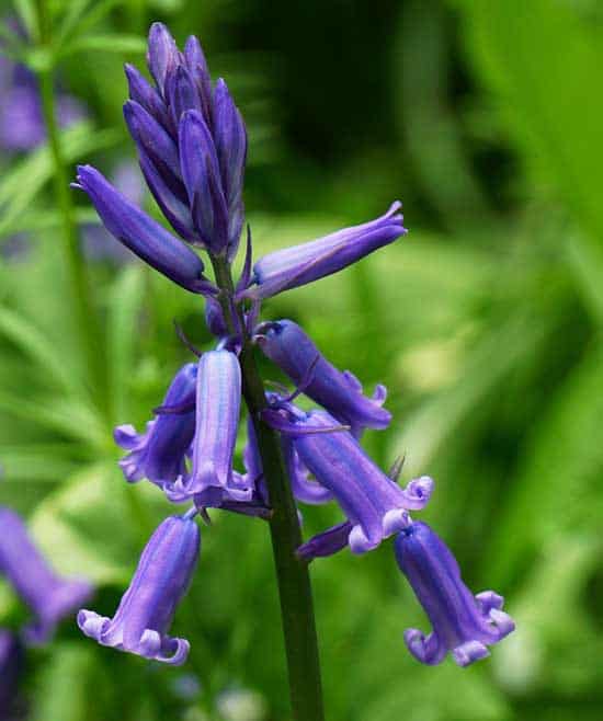 English Bluebell - Flowers That Start With E