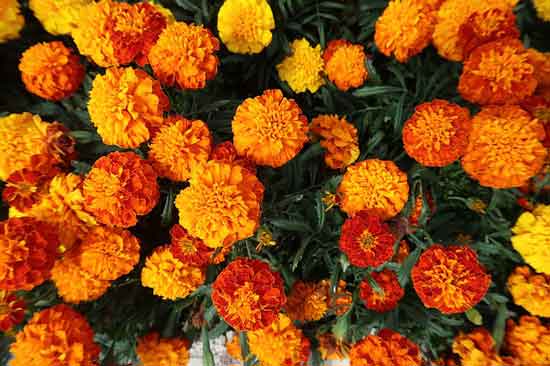 French Marigold Tagetes Patula Tagetes Erecta - Flowers That Start With F