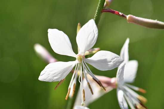 Gaura Oenothera lindheimeri - Flowers That Start With G