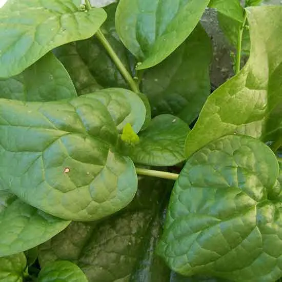 15 Amazing and Popular Varieties of Spinach (#1 Types of Spinach) 10
