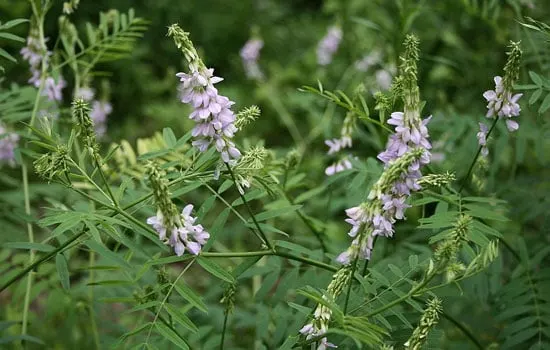 Goat Rue Galega Officinalis - Flowers That Start With G