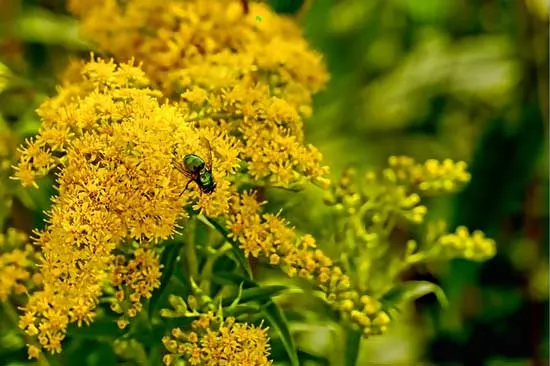 Goldenrod Solidago - Flowers That Start With G