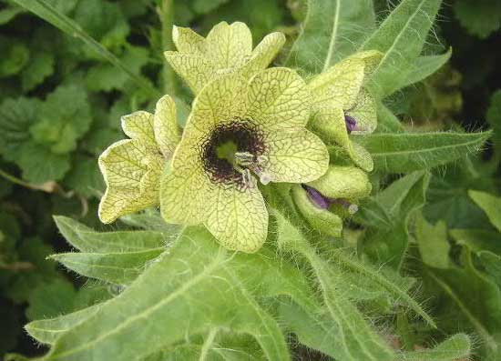 Henbane Hogbean Hyoscyamus Niger - Flowers That Start With H