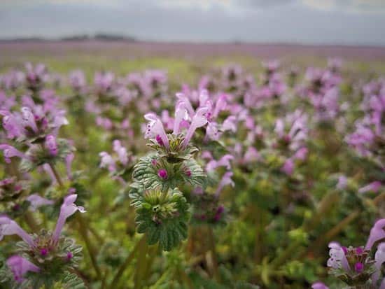 Henbit A Plant or A Weed