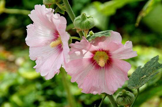 Hollyhock Alcea - Flowers That Start With H