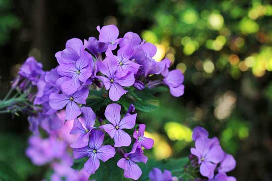 Honesty Lunaria Annua - Flowers That Start With H