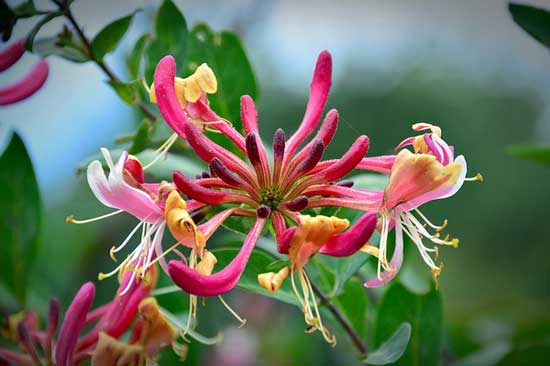 Honeysuckle Lonicera - Flowers That Start With H